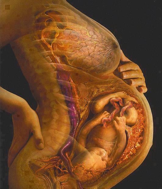 Immagine interna del ventre di una donna in gravidanza