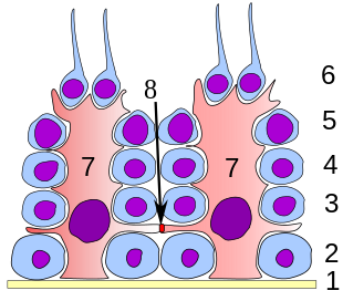 Germinal epithelium testicle