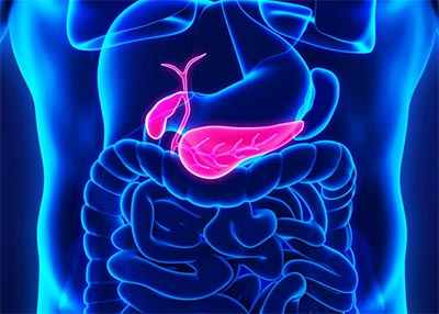 Immagine del posizionamento del Pancreas nel corpo umano
