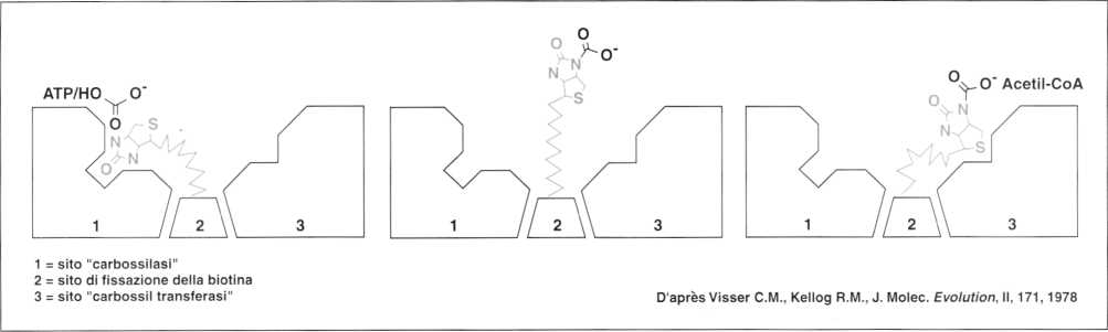 Vitamina B8