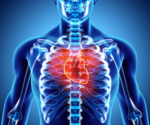 Immagine che visualizza ed evidenzia il posizionamento del cuore nel corpo umano