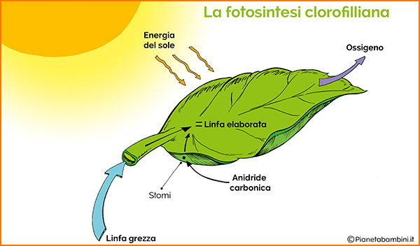 Immagine della fotosintesi clorofilliana