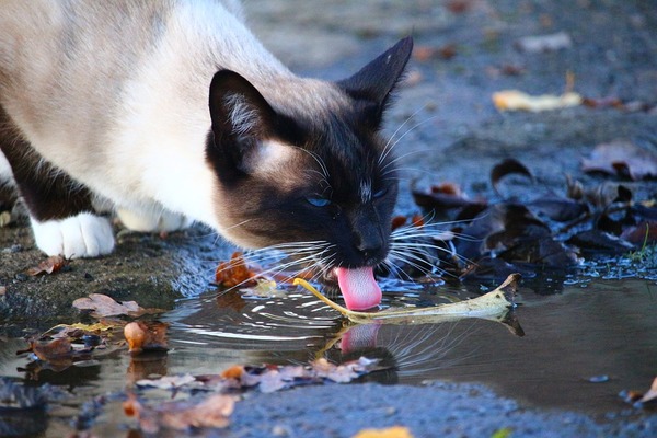 Gatto e acqua