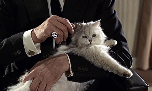 Il misterioso gatto bianco di Blofeld, il cattivo della saga di James Bond