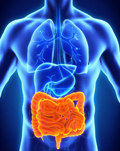 Immagine dell'intestino nel corpo umano
