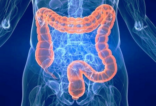 Immagine dell'intestino crasso