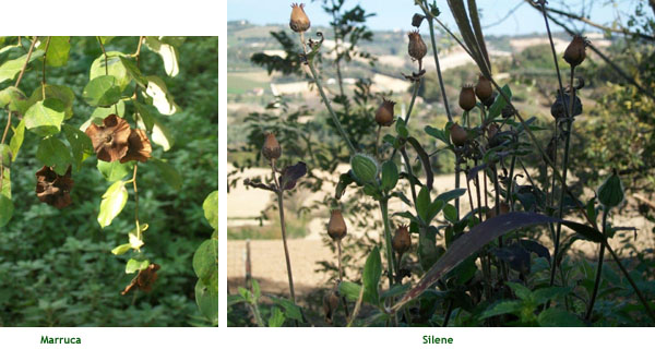 Pianta di marruca e di silene