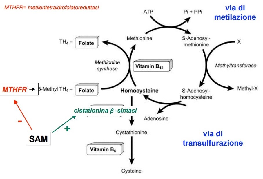 Metabolismo dell'omocisteina