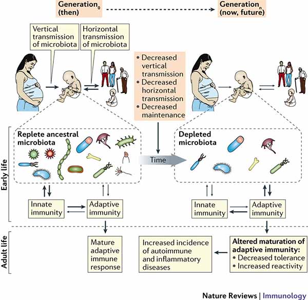 Figura 1: Un modello per l'interazione del microbiota ereditario con lo sviluppo immunologico nella vita precoce nei bambini (passato e presente).