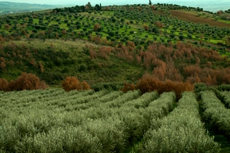 Olivi dell'azienda agricola Lupo