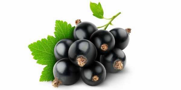 Immagine di ribes nero