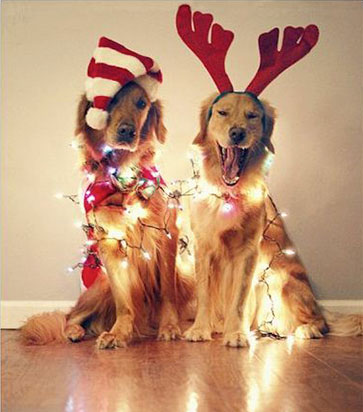 Immagine natalizia di due cani