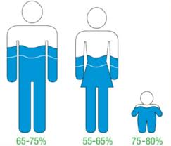 Il corpo è composto da acqua, l'immagine rende graficamente la presenza in percentuale dell'acqua nel corpo umano 