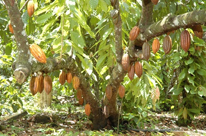 Pianta del cacao